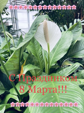 С ПРАЗДНИКОМ 8 МАРТА!!!